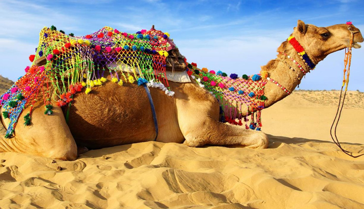 ऊंट की हैवानियत, पहले दांतों से पकड़ा, पटका, रौंदा और फिर बैठ गया मालिक के ऊपर, हुई मौत