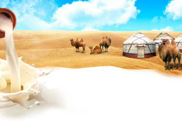 camel milk,Health tips,healthy living,camel ilk benefits