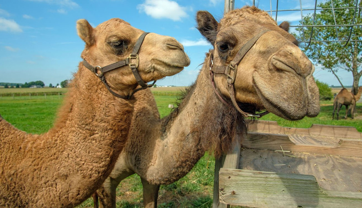 camel milk benefits,camel milk nutritional value,camel milk side effects,health benefits of camel milk,nutritional composition of camel milk,is camel milk safe to drink?,potential side effects of camel milk,camel milk and lactose intolerance,camel milk for diabetes management,antioxidants in camel milk,immunomodulatory properties of camel milk,is camel milk hypoallergenic?,camel milk and skin health,camel milk for autism spectrum disorder,pros and cons of drinking camel milk