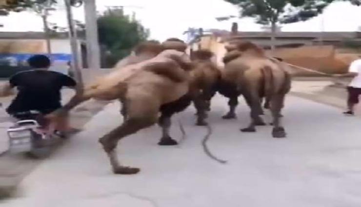 VIDEO : गलत साइड से ओवरटेक करने पर ऊंट ने सिखाया बाइक सवार को सबक