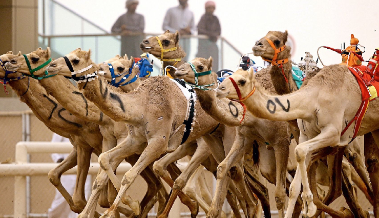 ras al khaimah beach,iceland water park ras al khaimah,hajar mountains adventure,mangrove kayaking ras al khaimah,khatt hot springs relaxation,falcon show ritz-carlton ras al khaimah,desert adventure bassata desert village,camel racing al sawan race track,explore dhayah fort,traditional arabic lunch al fanar restaurant