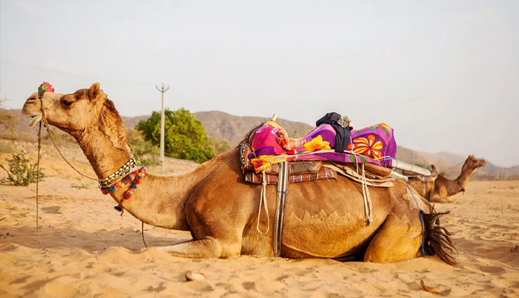 must visit places of pushkar,travel,tourism,rajasthan,rajasthan tourism,tourist places in rajasthan,ajmer,pushkar tourist places