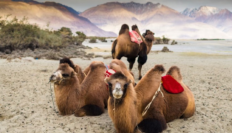 nubra valley,nubra valley ladakh,nubra valley tourism,places to visit in nubra valley,ladakh travel,khardung la pass,high altitude desert,land of flowers ladakh,shyok river,nubra river,nubra valley itinerary,nubra valley sightseeing,ladakh attractions