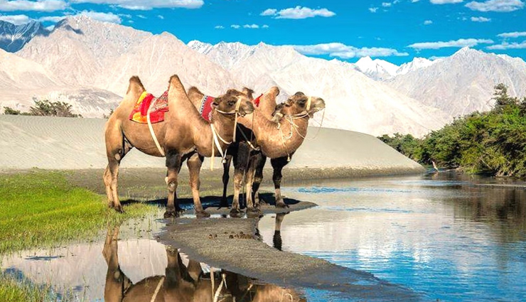 camel safari destinations in india,india,camel safari,bikaner,jaisalmer,mandwana,pushkar,ladakh