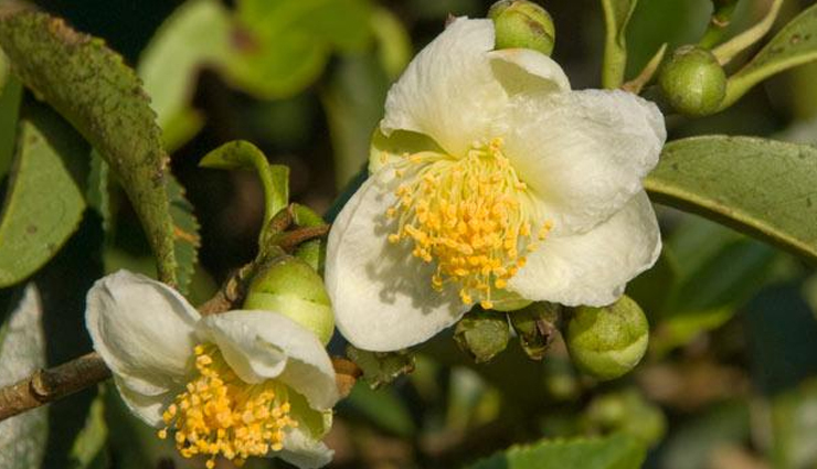 white tea health benefits,proven advantages of white tea,surprising revelations about white tea,white tea for wellness,white tea facts and benefits,unlock white tea secrets,white teas hidden powers,health-boosting properties of white tea,why choose white tea,white tea revelations