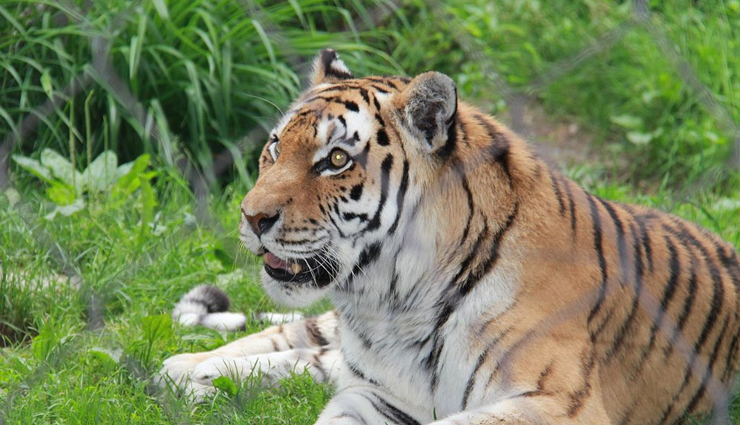 canada,zoo to visit in canada,toronto zoo,calgary zoo,edmonton valley zoo,granby zoo,magnetic hill zoo