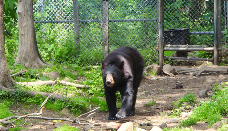 canada,zoo to visit in canada,toronto zoo,calgary zoo,edmonton valley zoo,granby zoo,magnetic hill zoo