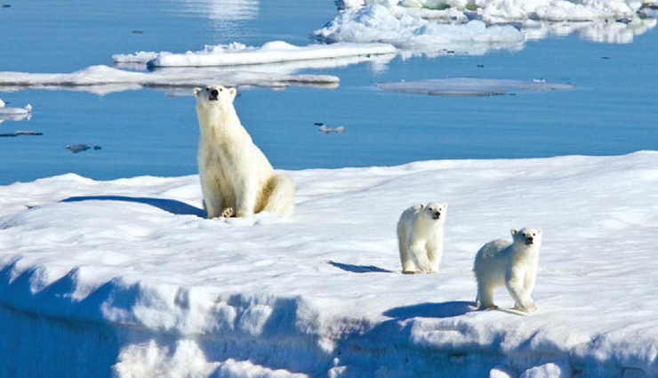 best wildlife cruises,wildlife exploration cruises,wildlife watching cruises,wildlife safari cruises,top wildlife destinations on a cruise,global wildlife cruising adventures,wildlife-rich cruise destinations,wildlife encounters on cruises,best cruises for wildlife enthusiasts,must-visit wildlife cruising destinations