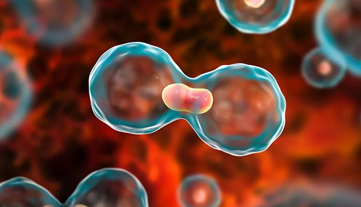 irish moss health benefits,sea moss benefits,health benefits of sea moss,irish moss superfood,benefits of irish moss for skin,irish moss immune system,irish moss digestion,irish moss anti-inflammatory,irish moss vitamins and minerals,irish moss for healthy hair and nails