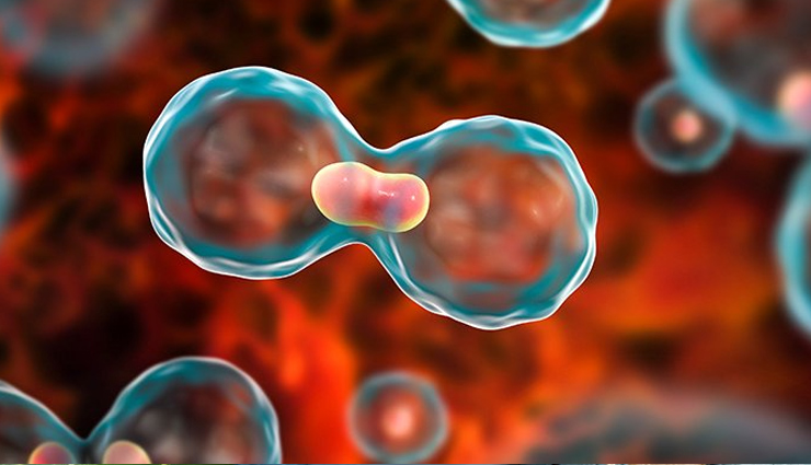 chia seeds benefits,health benefits of chia seeds,nutrient-dense seeds,omega-3 fatty acids,digestive health,heart health,blood sugar regulation,weight management,antioxidant properties,chia seed recipes