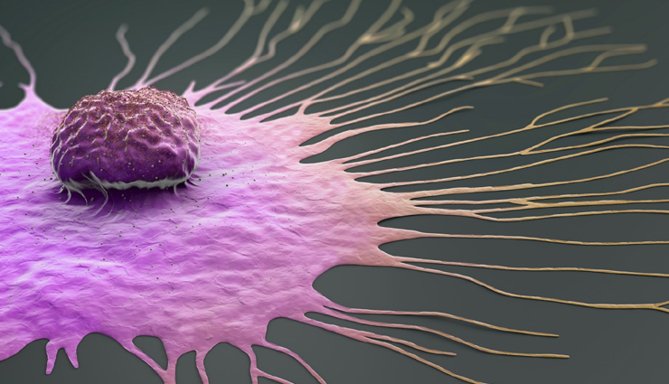 hazelnut,health benefits of hazelnut,hazelnut healthy food,health benefits of eating hazelnut,hazelnut good for health,healthy living,Health tips