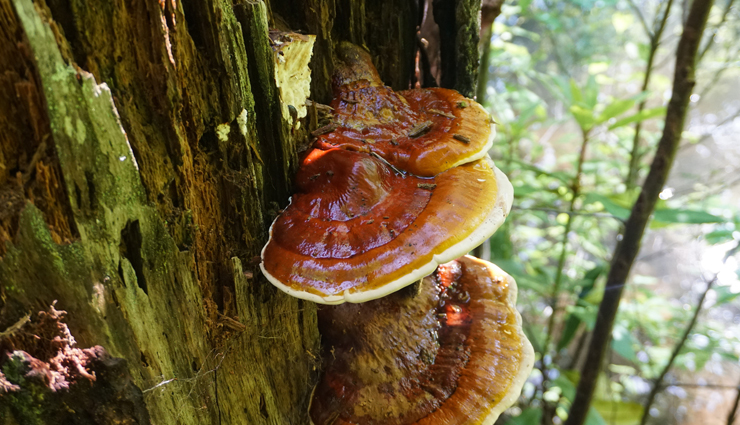 cancer prevention herbs,anti-cancer herbs,herbal remedies for cancer prevention,natural cancer fighters,cancer-fighting herbs,herbs that reduce cancer risk,herbal supplements for cancer prevention,alternative cancer prevention,herbs for cancer prevention and treatment,cancer prevention through herbs,best herbs for cancer prevention,antioxidant herbs for cancer prevention,herbal medicine for cancer prevention,herbs to prevent cancer