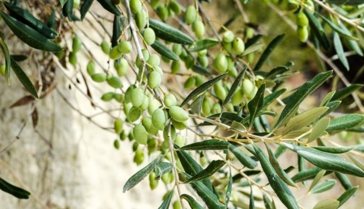 cancer prevention herbs,anti-cancer herbs,herbal remedies for cancer prevention,natural cancer fighters,cancer-fighting herbs,herbs that reduce cancer risk,herbal supplements for cancer prevention,alternative cancer prevention,herbs for cancer prevention and treatment,cancer prevention through herbs,best herbs for cancer prevention,antioxidant herbs for cancer prevention,herbal medicine for cancer prevention,herbs to prevent cancer