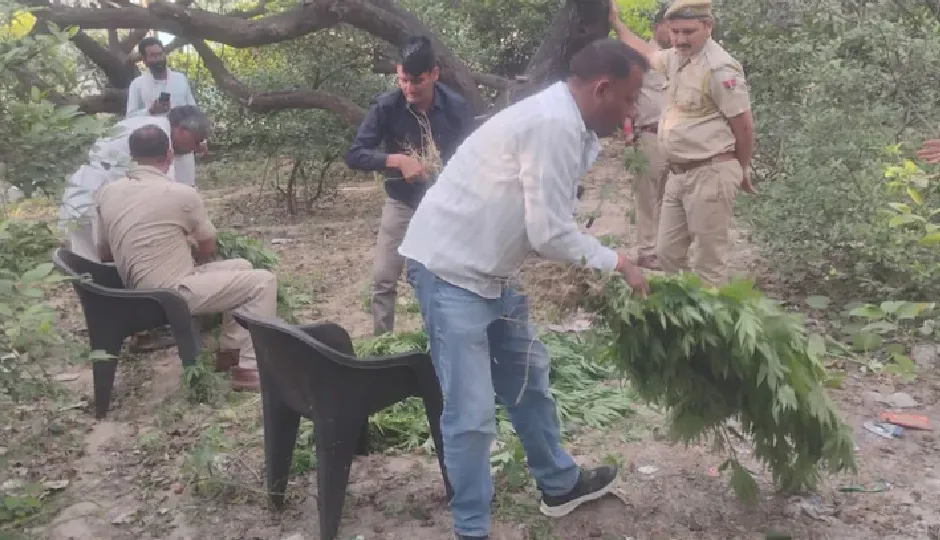 नींबू-बेर बाग में छुपाई गांजे की खेती, पुलिस ने छापा मारकर जब्त किए 1510 पौधे