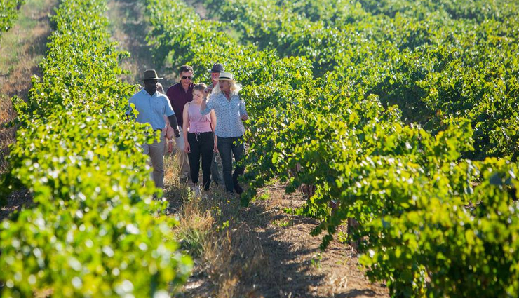 capes wines at a vineyard estate,capes marine and wildlife,cape town,things to do in cape town