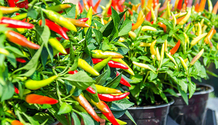 health benefits,health benefits of capsaicin,capsaicin,chilli,Health tips,fitness tips
