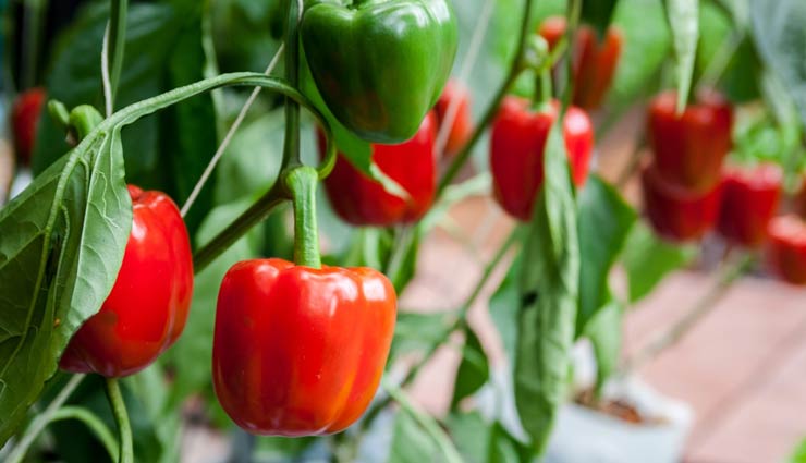 capsicum,health benefits of eating capsicum,Health tips,fitness tips