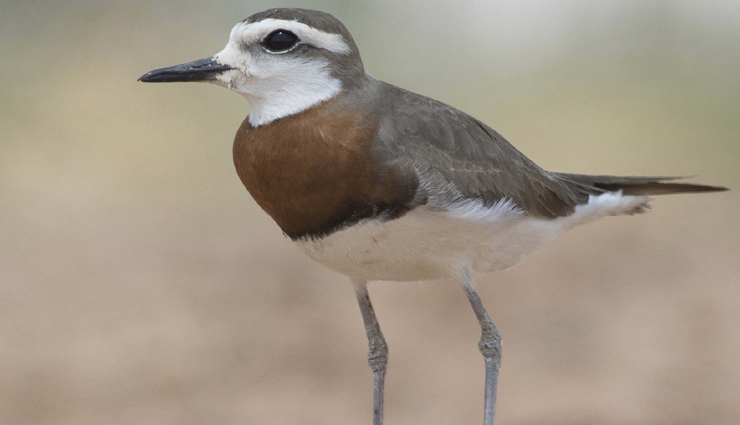 plover and lapwing found in india,india travel,india tourism,tourist places in india,holidays,travel