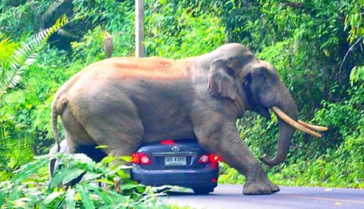 चलती कार के ऊपर सवार हुआ हाथी, यूँ बची ड्राइवर की जान, वीडियो वायरल