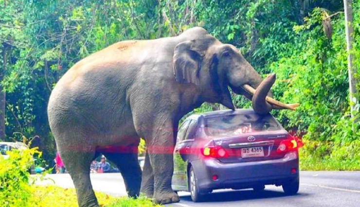 चलती कार के ऊपर सवार हुआ हाथी, यूँ बची ड्राइवर की जान, वीडियो वायरल weird news in hindi,elephant,car,sit,national park,thailand,viral video