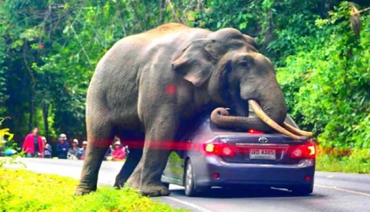 चलती कार के ऊपर सवार हुआ हाथी, यूँ बची ड्राइवर की जान, वीडियो वायरल weird news in hindi,elephant,car,sit,national park,thailand,viral video