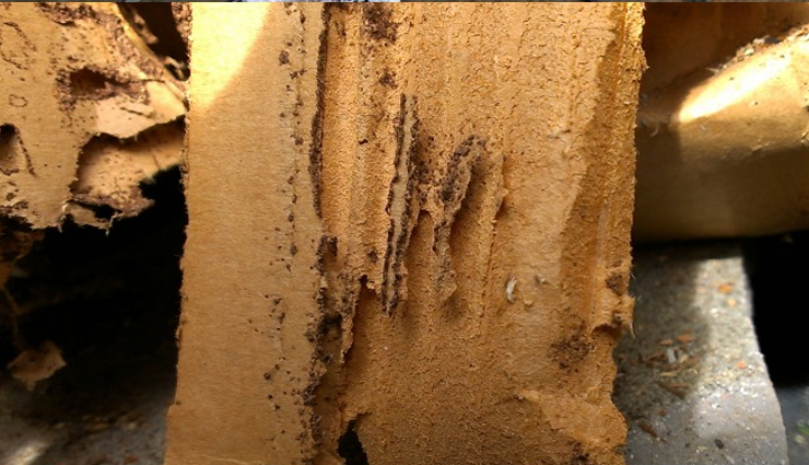 termite control at home,natural remedies for termites,diy termite treatment,get rid of termites naturally,home remedies for termite infestation,effective termite removal methods,natural termite control solutions,homemade termite treatments,do-it-yourself termite eradication,natural termite repellents