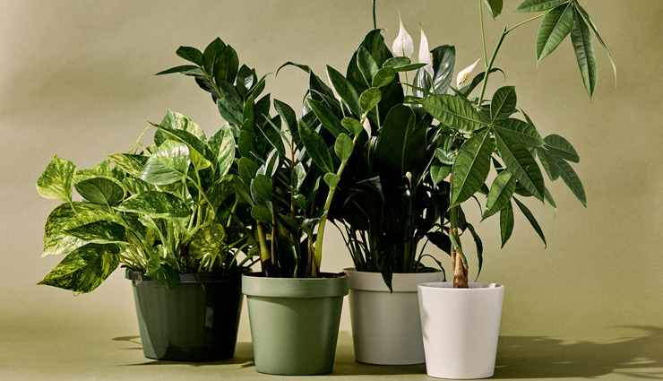 house plants,plants care tips