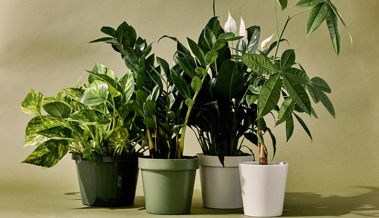 indoor plants,household tips,home decor tips,tips to decorate house with indoor plants ,इंडोर प्लांट्स, हाउसहोल्ड टिप्स, होम डेकोर टिप्स 