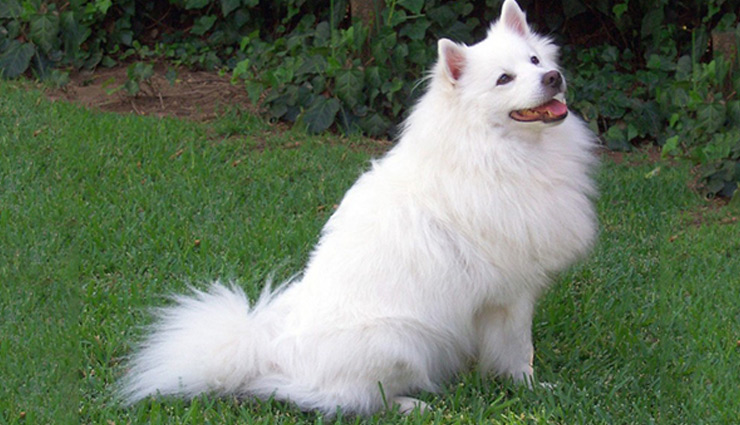 पालतू जानवरों की दुर्गंध कर सकती है आपको परेशान, इन उपायों की मदद से दूर करें यह परेशानी pet dog care,pet care tips