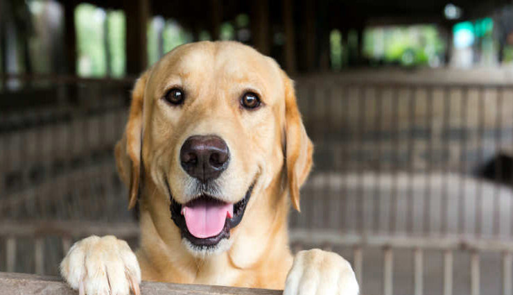 पालतू जानवरों की दुर्गंध कर सकती है आपको परेशान, इन उपायों की मदद से दूर करें यह परेशानी pet dog care,pet care tips