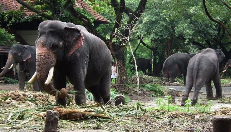 munnar,munnar tourism,tourist places in munnar,holidays in munnar,munnar travel