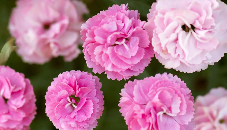 roses look-alike flowers,flowers similar to roses,rose-like blooms,dahlia vs. rose,peony and rose comparison,tulip vs. rose,carnation resembling rose,gardenia vs. rose,ranunculus and rose comparison,flowers with rose-like petals,rose-like blossoms,rosesque flowers,flowers that resemble roses,identifying flowers similar to roses,flowers that look like roses,rose-mimicking blooms,flowers often mistaken for roses,recognizing rose-like flowers,flowers with rose-like characteristics,floral varieties resembling roses