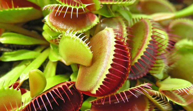 home remedies for mosquitoes,get rid of mosquitoes naturally,diy mosquito control,natural mosquito repellents for the home,mosquito infestation remedies,mosquito-free house tips,homemade mosquito solutions,effective mosquito remedies for the home,natural ways to eliminate mosquitoes at home,diy mosquito repellent techniques,mosquito control for a comfortable home,natural mosquito treatments for the house