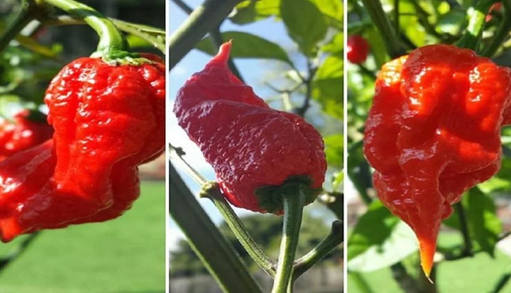 इस मिर्च को खाकर ना जाने कहां-कहां से निकलेगा धुआं, सामान्य से 400 गुना तीखी weird news,weird information,carolina reaper,guinness world record,worlds hottest chilli