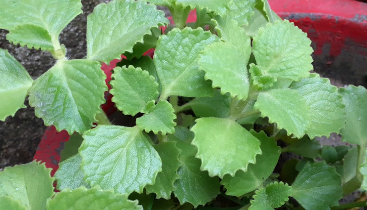 औषधीय गुणों का खजाना है अजवाइन की पत्तियां, सेवन से होते हैं ये फायदे