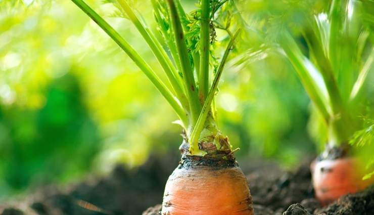 health benefits of carrot leaves,healthy living,Health tips