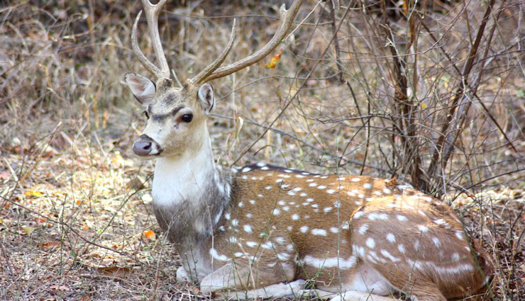 ranthambore chital deer,poachers carry ranthambore chital deer,ranthambore,news,jaipur