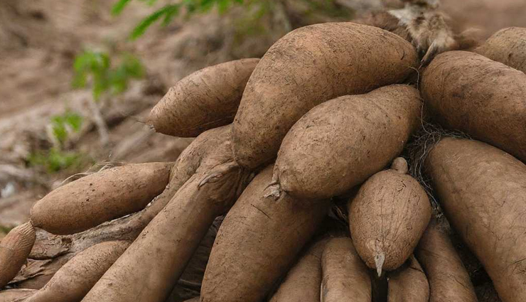 health benefits of cassava,cassava nutrition,is cassava healthy,cassava for weight loss,cassava benefits for digestion,cassava and immunity,cassava for energy,cassava for heart health,cassava and diabetes,cassava for skin,cassava root benefits,cassava antioxidants,cassava for gut health,cassava superfood,benefits of eating cassava