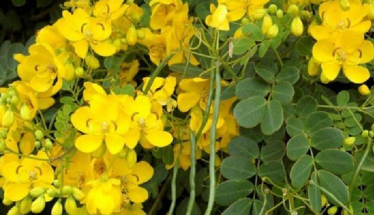 turn white hair to black naturally,henna for white hair,natural ingredients for black hair,how to get rid of white hair with henna,henna and natural ingredients for hair color,home remedies for white hair,black hair naturally with henna,henna white hair remedy,best natural remedies for white hair,henna treatment for hair growth and color