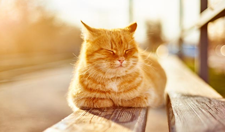 tips to keep cat cool,cat cool during summer,summer pet care tips,summer tips