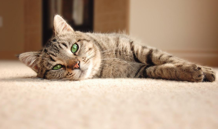 5 Ways To Keep Your Cat Cool During Summer