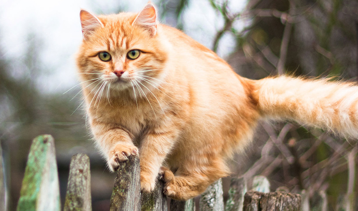 tips to keep cat cool,cat cool during summer,summer pet care tips,summer tips