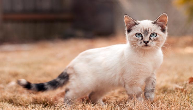 amazing facts,facts of cat,surprising facts,facts,cats