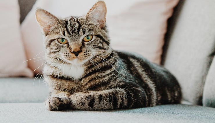 interesting facts,interesting facts in hindi,interesting facts of cats,amazing facts about cat