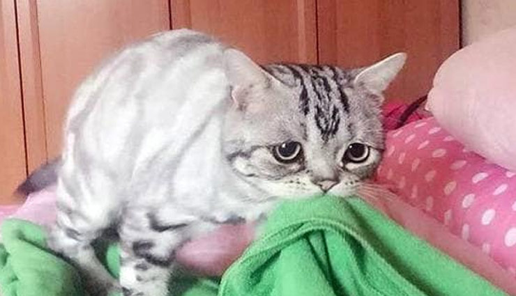 बिल्ली का किया कई बार रेप, फिर मोम डाल कर जलाने की करी कोशिश