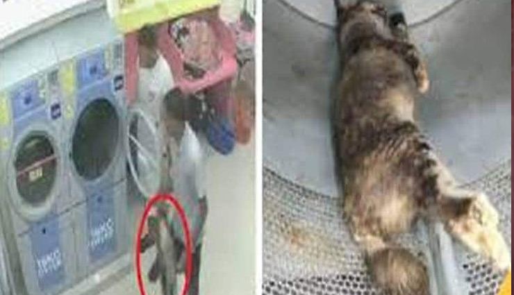 गर्भवती बिल्ली  की हत्या के दोषी को मिली 34 महीने की जेल, 7 लाख रुपए का जुर्माना भी लगा 