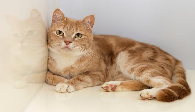 astrology tips,astrology tips in hindi,animals in dreams,dreams affects on life