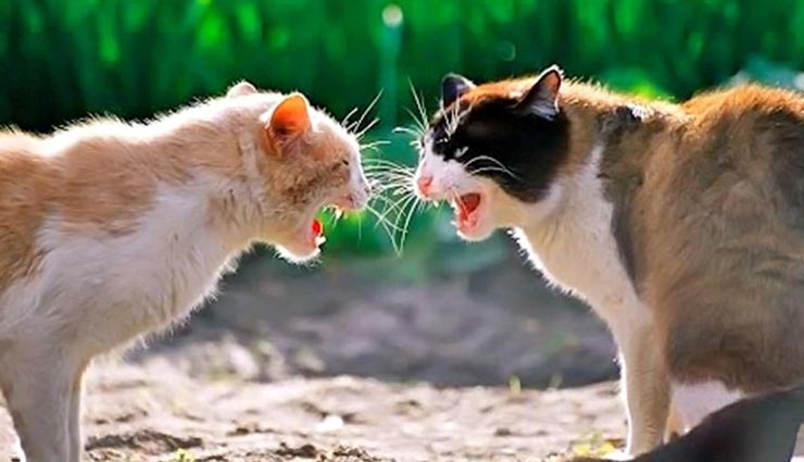 astrology tips,astrology tips in hindi,animals indication