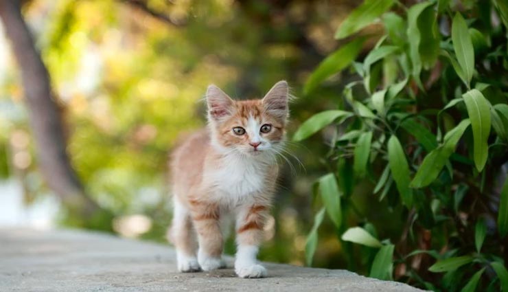 बिल्ली के अलावा भी कई जानवरों का रास्ता काटना होता हैं अशुभ