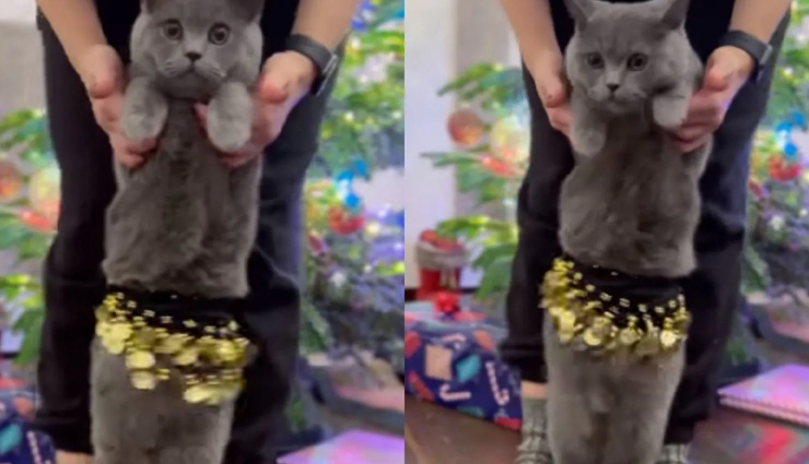 VIDEO : इस क्यूट बिल्ली ने इस तरह लचकाई अपनी कमर कि दे रही बेली डांसिंग में कईयों को मात 